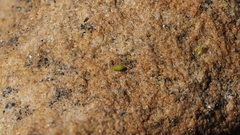 Cryptantha microstachys