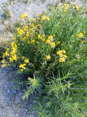 Senecio clivicola