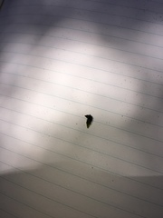 Echium acanthocarpum