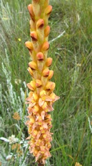 Disa chrysostachya