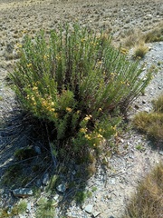 Senecio clivicola