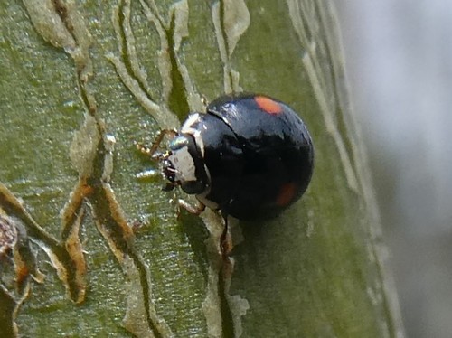 Double-marked Lady Beetle photo 3