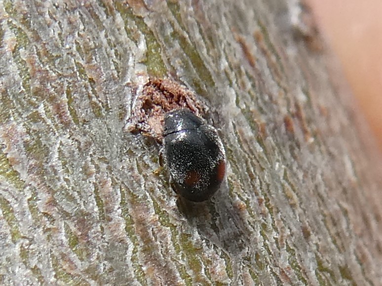 Tiny Lady Beetle
