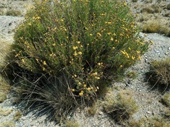 Senecio clivicola