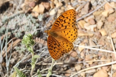 Speyeria coronis semiramis