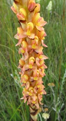 Disa chrysostachya