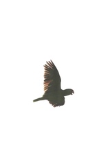 Amazona viridigenalis