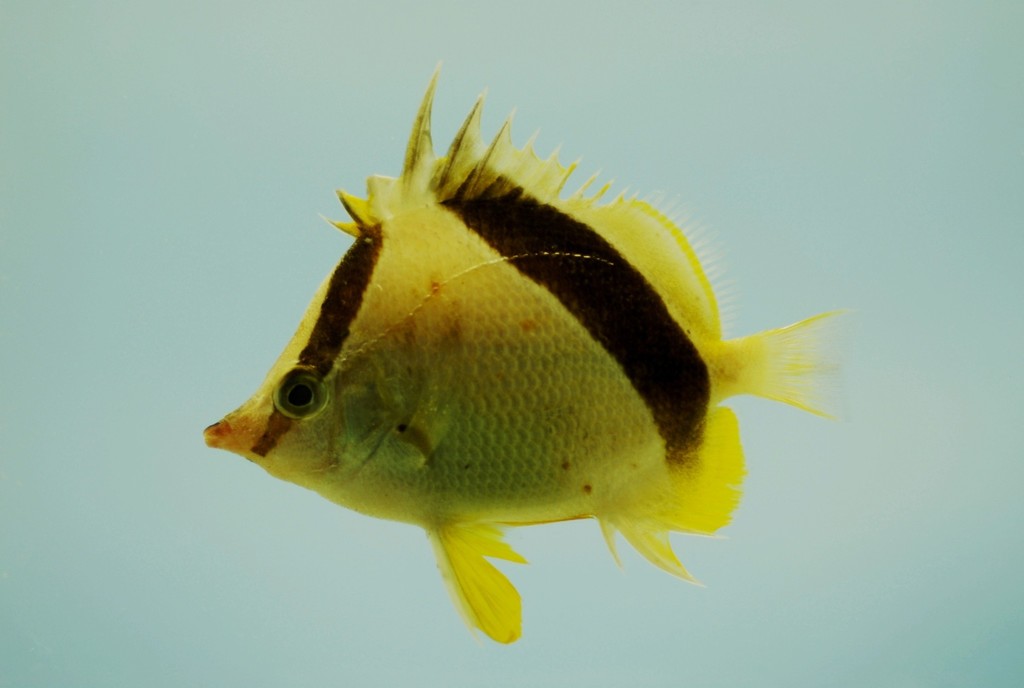 Bank Butterflyfish