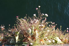 Erigeron karvinskianus