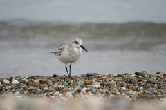 Calidris alba