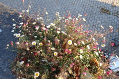 Erigeron karvinskianus