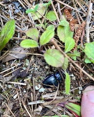 Pasimachus subsulcatus