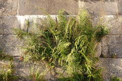 Pteris vittata