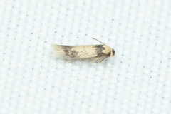 Stigmella macrocarpae