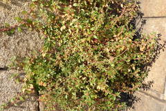 Parietaria judaica