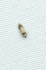 Stigmella macrocarpae