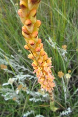 Disa chrysostachya