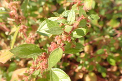 Parietaria judaica