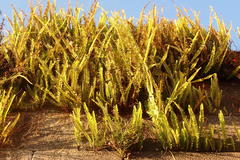 Nephrolepis cordifolia