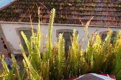 Nephrolepis cordifolia
