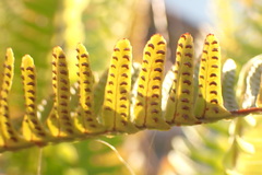 Nephrolepis cordifolia