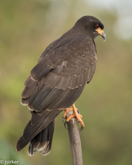 Rostrhamus sociabilis
