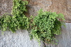 Adiantum capillus-veneris