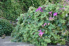 Ipomoea indica