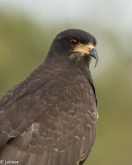 Rostrhamus sociabilis