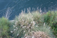 Cortaderia selloana