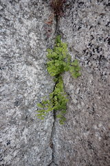 Adiantum capillus-veneris