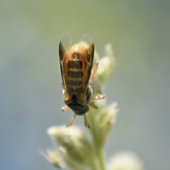 Ripiphorus rex