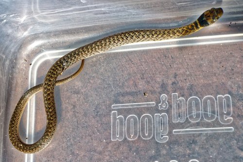 Photo of a Yellow-bellied Snake (Erythrolamprus poecilogyrus)