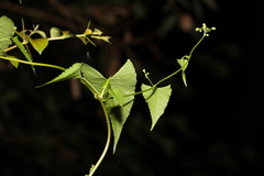 Muehlenbeckia gracillima