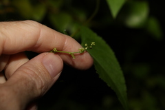 Muehlenbeckia gracillima