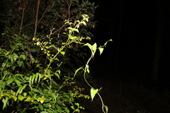 Muehlenbeckia gracillima