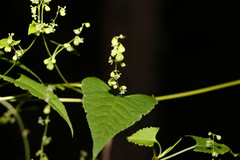 Muehlenbeckia gracillima