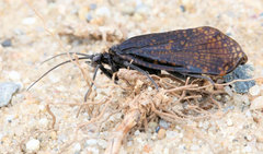 Oligostomis ocelligera