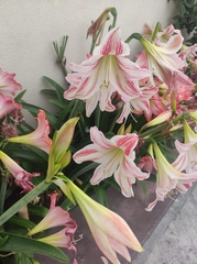 Hippeastrum reticulatum