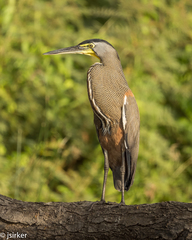 Tigrisoma mexicanum
