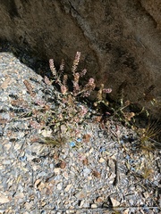 Lepidium bipinnatifidum