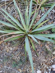 Yucca pallida