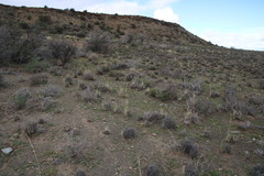 Stipagrostis ciliata capensis