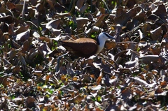 Actophilornis africanus