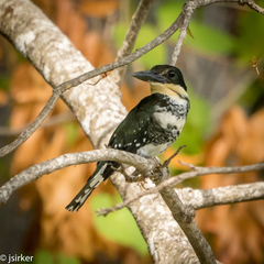 Chloroceryle americana