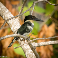 Chloroceryle americana