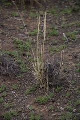 Stipagrostis ciliata capensis