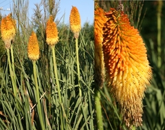 Kniphofia rooperi