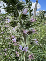 Echium lusitanicum