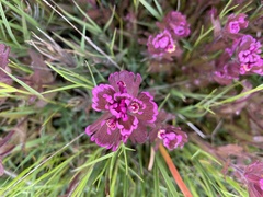 Castilleja ambigua humboldtiensis